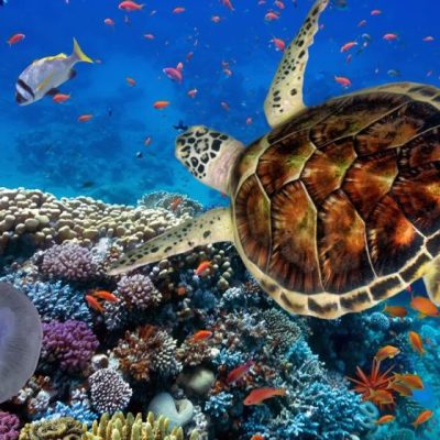 Marsa Alam