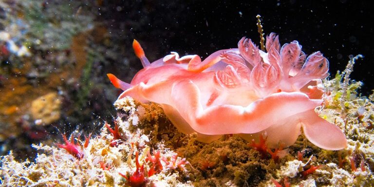 Gordon Reef
