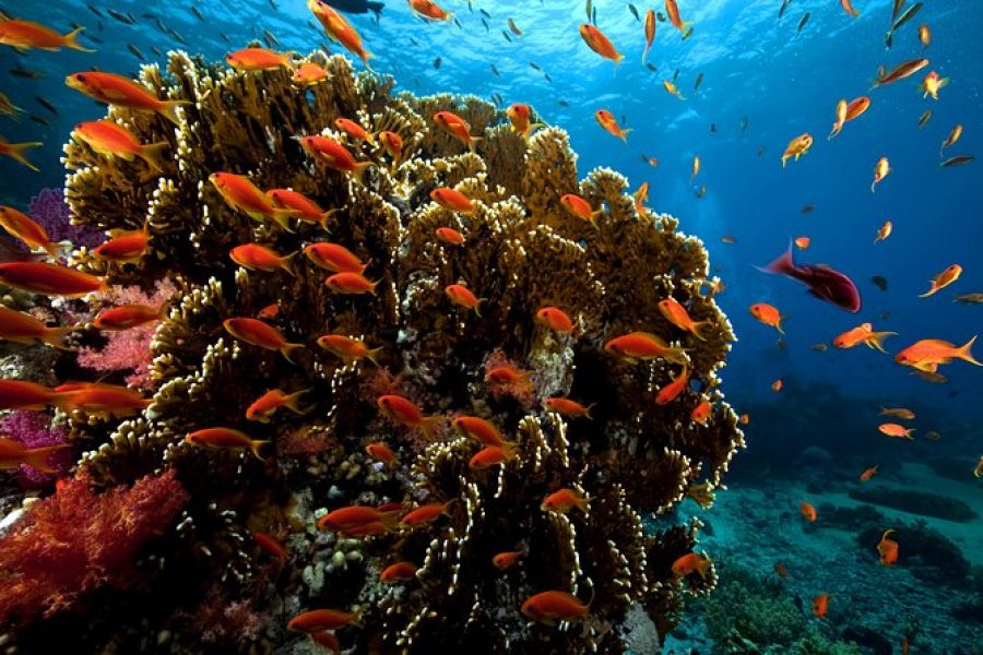 Ras Muhamed And White Island Sea Trip By Boat From Sharm El Sheikh