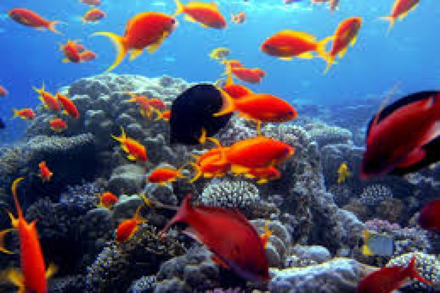 Tiran Island Snorkeling Trip From Sharm El Sheikh