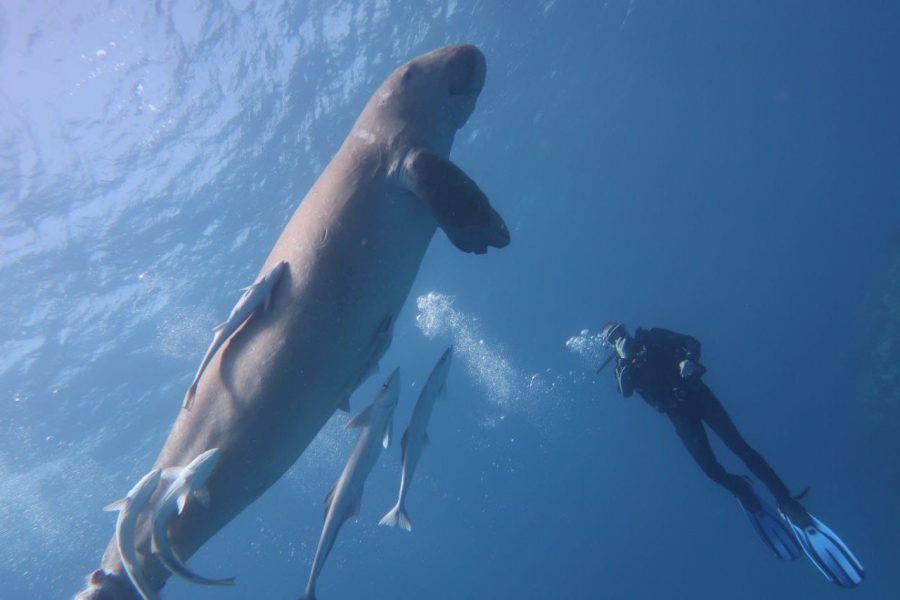 Samaday Dolphin House Snorkeling Boat Trip