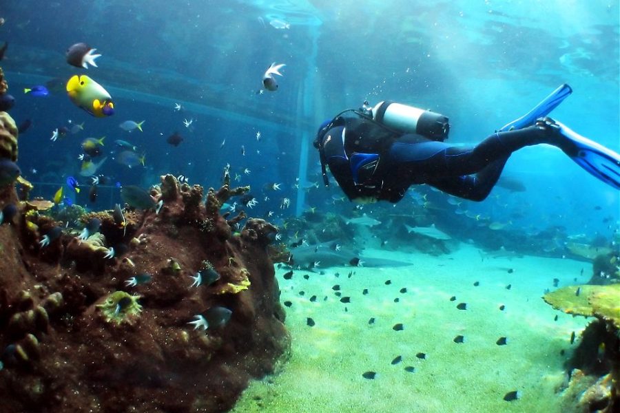 Scuba Diving In Ras Mohammed